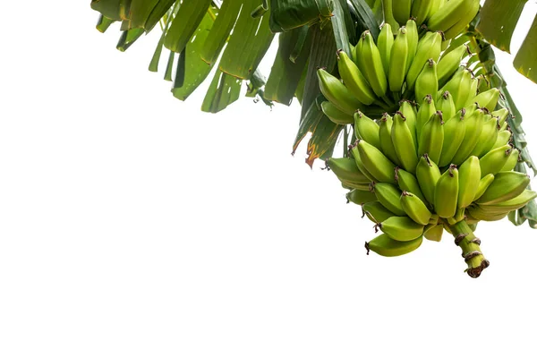 A banana tree with a bunch of green bananas on white background.