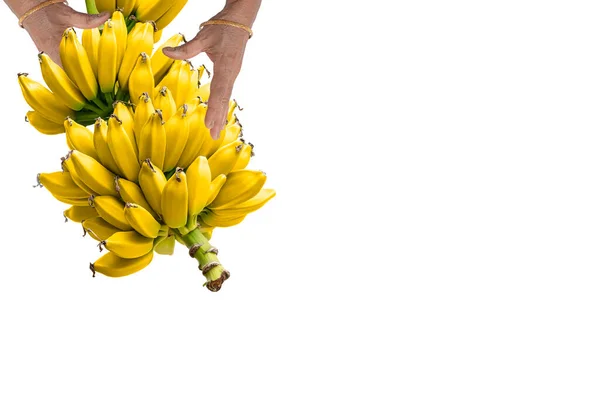 Indian Woman Farmer Holding Organic Fresh Yellow Bananas Hands White — Stockfoto