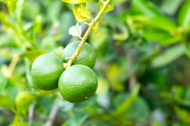 Yaprak arkaplanlı yeşil kireç rengi