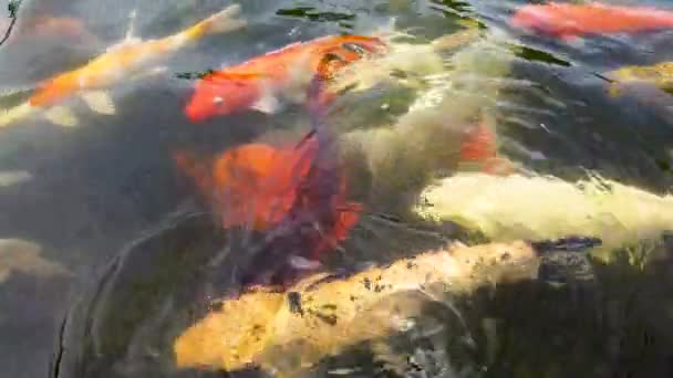 Viele Bunte Karpfen Koi Schwimmen Teich Hintergrund — Stockvideo