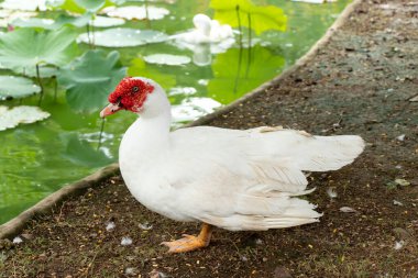 Beyaz renkli ördek gölün yanındaki karada duruyor.