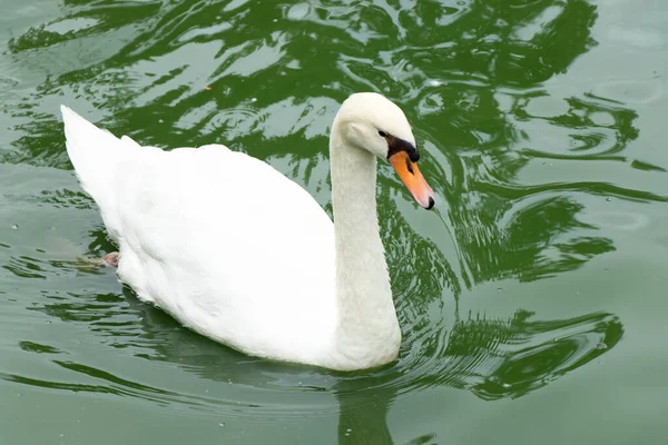 緑の湖の背景に白い色の白鳥の水泳 — ストック写真
