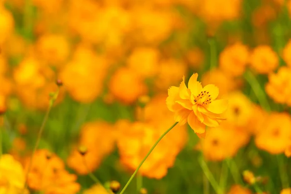 Krásné Žluté Barvy Kosmu Kosmos Síra Květinové Pole Pozadí — Stock fotografie