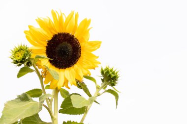 Beyaz arkaplanda güzel sarı ayçiçeği