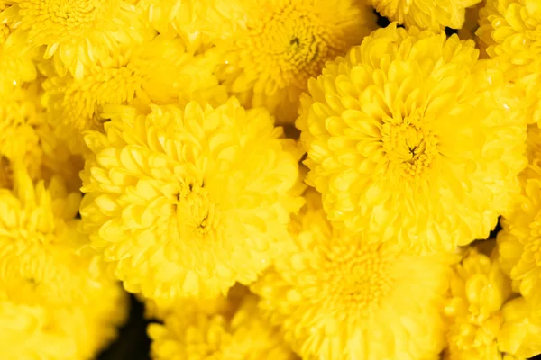 Stängt Upp Gul Färg Krysantemum Blomma Mönster Bakgrund — Stockfoto