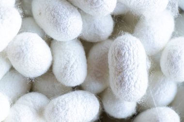 Beyaz koza sahnesinde ipek böceği grubu