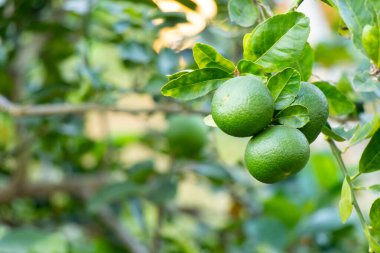 Yaprak arkaplanlı yeşil kireç rengi