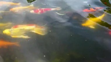 Birçok renkli sazan (Koi) havuzda yüzüyor.