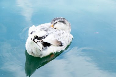 Beyaz ördek gölde yüzerken uyuyor.