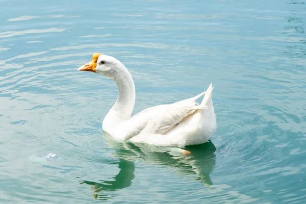 湖の背景に白い色のガチョウの水泳 — ストック写真