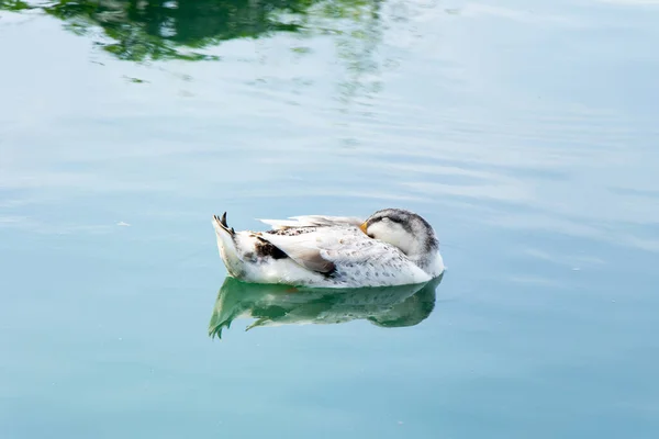 白いアヒルは湖の背景に浮かんでいる間に眠っています — ストック写真