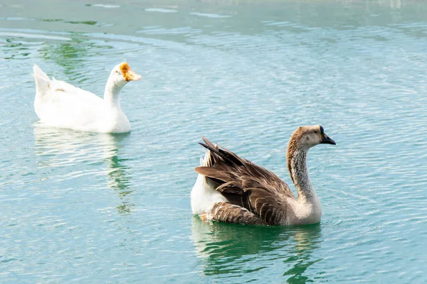 湖の背景に白と茶色のガチョウの水泳 — ストック写真