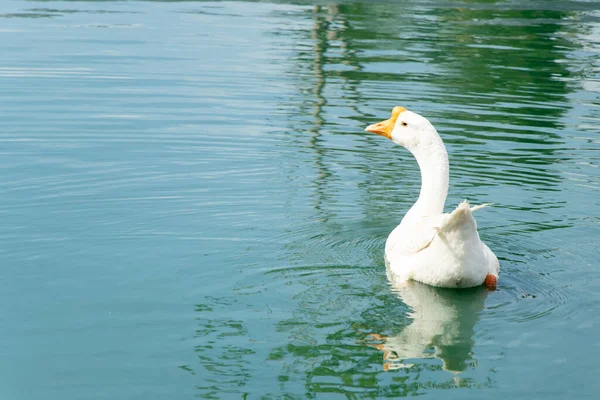 湖の背景に白い色のガチョウの水泳 — ストック写真