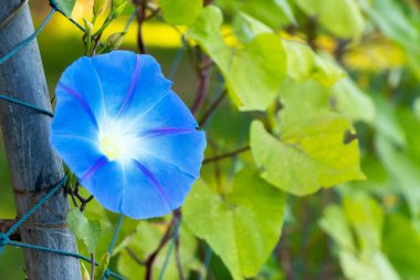 Mavi renkli sabah çiçeği çitin arkasına tırman
