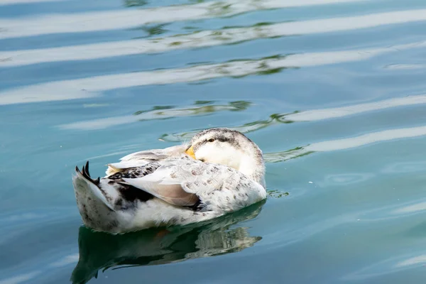 白いアヒルは湖の背景に浮かんでいる間に眠っています — ストック写真