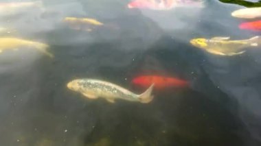 Birçok renkli sazan (Koi) havuzda yüzüyor.