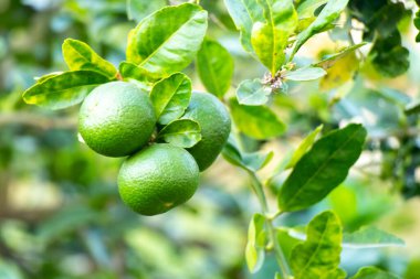 Yaprak arkaplanlı yeşil kireç rengi