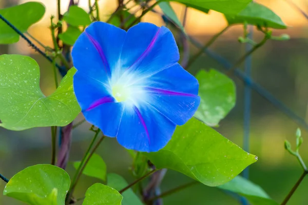 Azul Cor Manhã Glória Flor Subir Fundo Fenbce — Fotografia de Stock