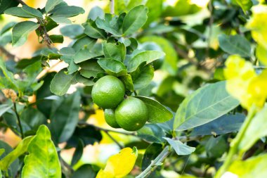 Yaprak arkaplanlı yeşil kireç rengi