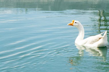 Gölde yüzen beyaz renkli kaz