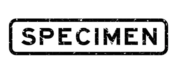 Grunge Black Specimen Word Square Rubber Seal Stamp White Background — Stockový vektor