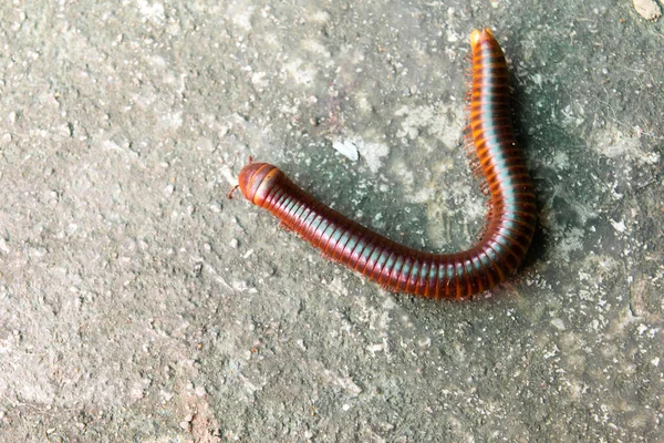 Red Millipede Crawl Concrete Background — Stock Photo, Image