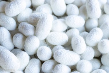 Beyaz koza sahnesinde ipek böceği grubu