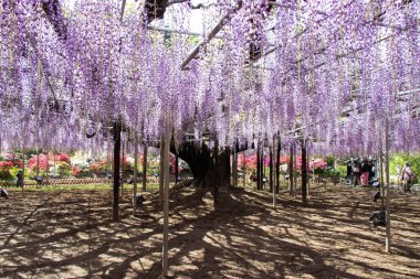 29 Nisan 2019 Ashikaga, Japonya: Ashikaga Parkı, Tochigi mükemmeliyeti, Japonya