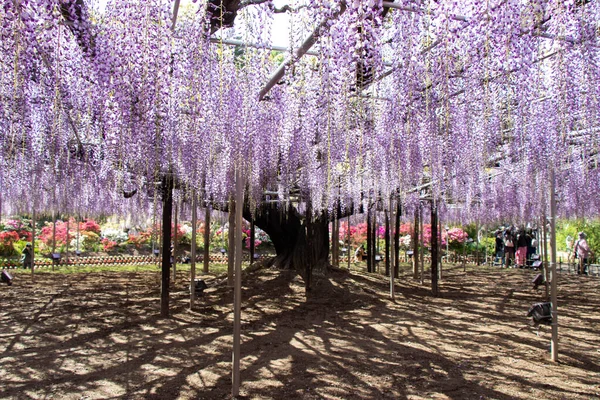 29 Nisan 2019 Ashikaga, Japonya: Ashikaga Parkı, Tochigi mükemmeliyeti, Japonya