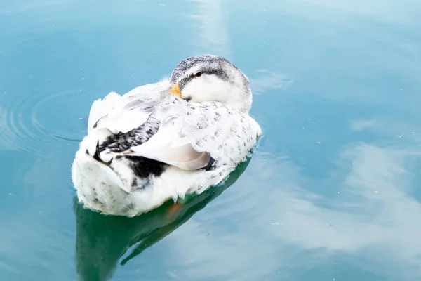 白いアヒルは湖の背景に浮かんでいる間に眠っています — ストック写真