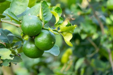 Yaprak arkaplanlı yeşil kireç rengi