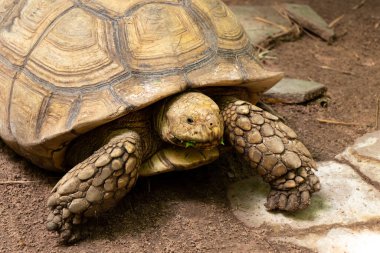 Big brown tortoise stand on soil background