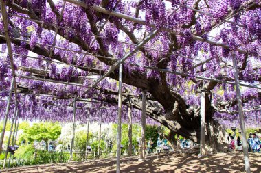 29 Nisan 2019 Ashikaga, Japonya: Ashikaga Parkı, Tochigi mükemmeliyeti, Japonya