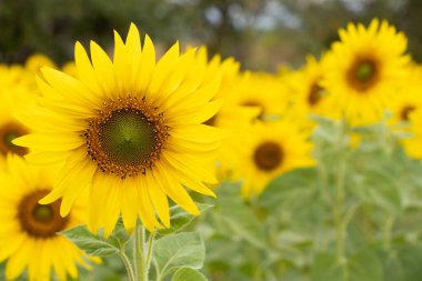 Tarım çiftliği arka planında güzel sarı ayçiçeği rengi