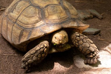 Büyük kahverengi kaplumbağa toprak zemin üzerinde duruyor.