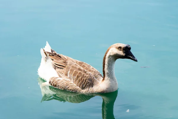湖の背景に茶色の白い色のガチョウの水泳 — ストック写真