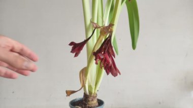 Bahçıvan, solmuş hippeastrum çiçeğini makasla keser.