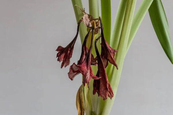 Hafif Bir Zemin Üzerinde Solmuş Solmuş Bir Bitki Olan Hippeastrum — Stok fotoğraf