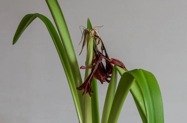 Садовник Режет Засохший Выцветший Цветок Бегемота Ножницами — стоковое фото