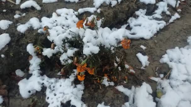 Bloeiende Tagetes Bloemen Bedekt Met Sneeuw Buiten Een Bloembed Tijdens — Stockvideo