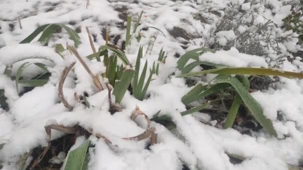 Λουλούδια Στο Παρτέρι Αποκοιμήθηκαν Στο Πρώτο Χιόνι Ένα Παγωμένο Χειμώνα — Αρχείο Βίντεο