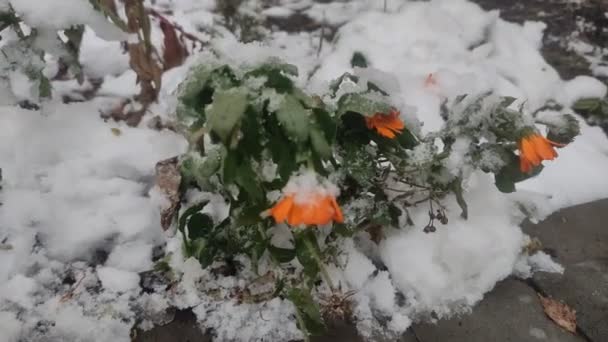 Kwiaty Kwietniku Zasnęły Pierwszym Śniegu Mroźną Zimę — Wideo stockowe
