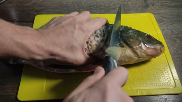 Szef Kuchni Kroi Świeże Karpie Ryby Obcina Rybie Głowy Nożem — Wideo stockowe