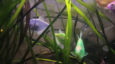 Multicolored tropical aquarium fish swim in the water in the aquarium among the algae
