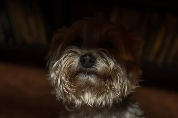 Πορτρέτο Ενός Γιορκσάιρ Τεριέ Σκυλί Του Οποίου Μάτια Είναι Στη — Φωτογραφία Αρχείου