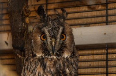 Kafesteki uzun kulaklı baykuş portresi
