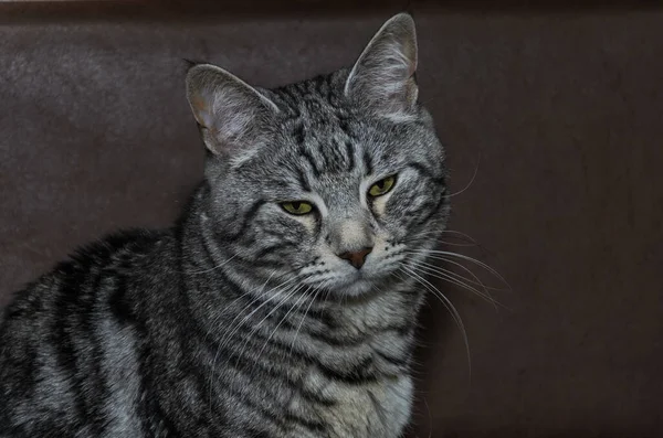 Retrato Gato Gris Apartamento — Foto de Stock