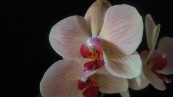 Bloeiende Orchidee Bloemen Geïsoleerd Zwarte Achtergrond — Stockvideo