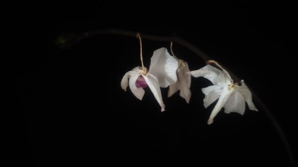Torkad Död Orkidé Blommor Isolerad Svart Bakgrund — Stockvideo