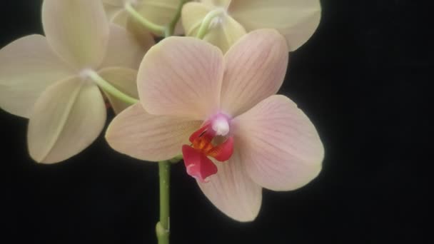 Fleurs Orchidée Fleurs Isolées Sur Fond Noir — Video